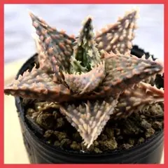 2025年最新】ロウルサンコ 実生の人気アイテム - メルカリ