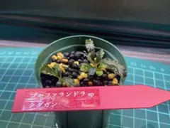 超お得‼️銀葉ブセ◎ブセファランドラ spムラウィソリッドブルー