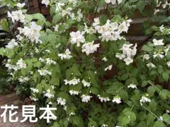 ちゃこ様専用 花わさび 400g 採れたて - メルカリ
