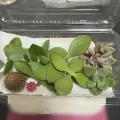 多肉植物サボテンセットのサムネイル