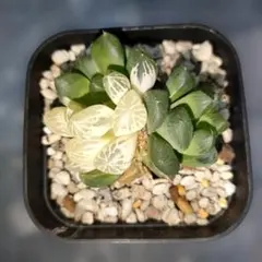 ハオルチア　クーペリ 蘇州陰陽斑入り　１