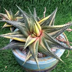 2026年最新】多肉植物 ハオルチア 斑入りの人気アイテム - メルカリ