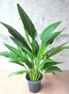 アサイーパーム 10号 | Mercari