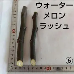 2026年最新】イチジク穂木ウォーターメロンラッシュの人気アイテム