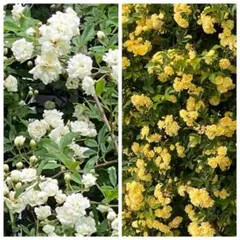 八重咲きモッコウバラ　黄色か白の自由選択　挿し穂10本