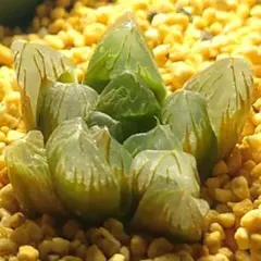 多肉植物　ハオルチア いくら錦　1870
