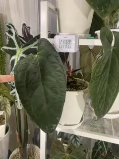Anthurium AOSx Papi potted - メルカリ