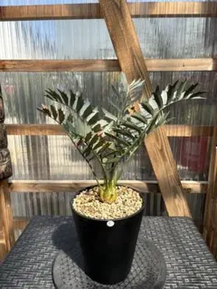 【南ア産・発根済】エンセファラルトス・ホリダス 約4cm｜No4-16 南ア産・発根済】エンセファラルトス・ホリダス 約4cm｜No4-16 - メルカリ