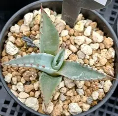 9 アガベ パリー トランカータ 実生【選抜 地植え 耐寒性 ドライ