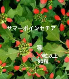 2026年最新】サマーポインセチア 苗の人気アイテム - メルカリ