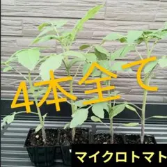 黄金まくわうり　抜き苗　1本 黄金まくわうり 抜き苗 1本 - メルカリ
