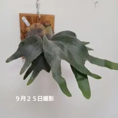 ビカクシダ P.woot #9 龍爪 OC 大きめ子株 - メルカリ