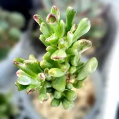 多肉植物 クラッスラ ゴーラム錦　 斑入り　韓国苗　希少苗　　抜き苗のサムネイル