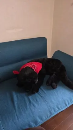 今だけ価格 ☆ インテリアにも可愛い 犬 ワンコ ぬいぐるみ バンダナ付きのサムネイル