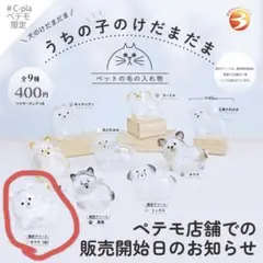 ペテモ うちの子のけだまだま 限定アソート チワワ 白