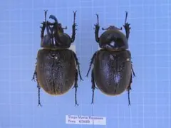 ペルー産　ヒルトゥスヒサシサイカブト　ペア　55mm 47mm ペルー産 ヒルトゥスヒサシサイカブト ペア 55mm 47mm - メルカリ