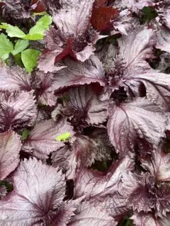 農薬不使用 赤紫蘇1番摘み 穂先と葉っぱだけ300g 茎無し すぐ発送出来