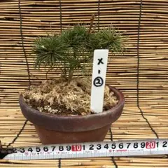 ☆盆栽☆ 赤石五葉松【X-8】5年物 ☆愛媛県より発送☆ - メルカリ