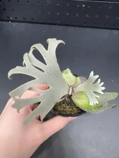 2026年最新】YMDsの人気アイテム - メルカリ