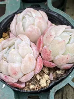 多肉植物ベリーカット苗6㎝ポット