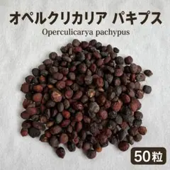種子50粒オペルクリカリア パキプスOperculicarya pachypusのサムネイル