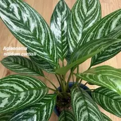 アグラオネマ ニティドゥーム カーティシー 観葉植物 大株2本立てのサムネイル