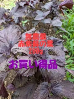 不起耕自然栽培、色の組合わせ可能、計30本、赤紫蘇、or青紫蘇抜き苗