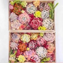 多肉植物　寄せ植えカット苗　詰め合わせ　セット２箱