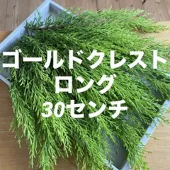 코니퍼 ☘️ 골드 크레스트/롱사이즈 30cm