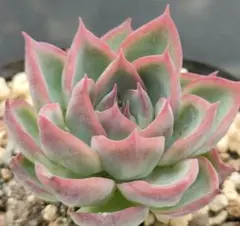 のぞみ様 リクエスト 2点 まとめ商品