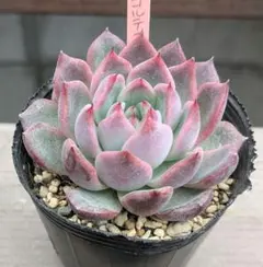 maasa様 リクエスト 2点 まとめ商品