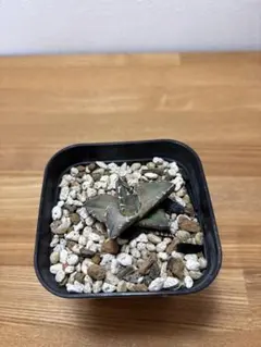 Kousuke様 リクエスト 3点 まとめ商品