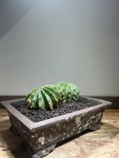 特大 木質化 長期管理 サボテン Echinopsis sp. 陶器鉢のまま発送 