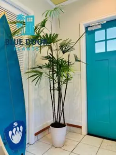 ③シュロチク 観葉植物 露地　鉢底から150cm ③シュロチク 観葉植物 露地 鉢底から150cm - メルカリ
