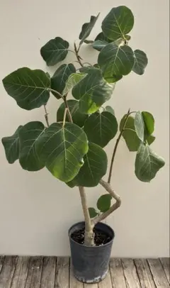 2026年最新】フィカス エベレストの人気アイテム - メルカリ