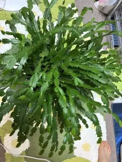 観葉植物 シャコバサボテン 鉢植えのサムネイル