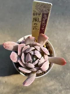 hana.様 リクエスト 2点 まとめ商品