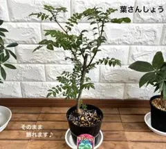 葉サンショウ　葉さんしょう　苗木　苗　鉢ごと発送のサムネイル