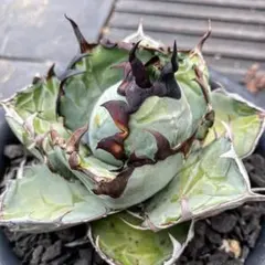 2025年最新】アガベ 犀牛の人気アイテム - メルカリ