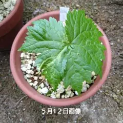 山野草　妖精の舞　シラネアオイ　種親株9号鉢B 山野草 妖精の舞 シラネアオイ 種親株9号鉢B - メルカリ