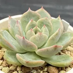 多肉植物　キャラリアン　抜き苗のサムネイル