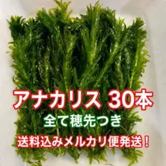 すべて穂先付き国産アナカリス 15cm前後 30本 ネコポス発送　お値引き中のサムネイル