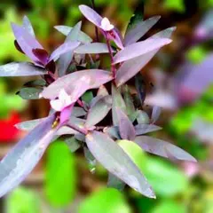 紫御殿 ムラサキゴテン 観葉植物　長さ20cm前後カット苗3個　育ち安い品種のサムネイル
