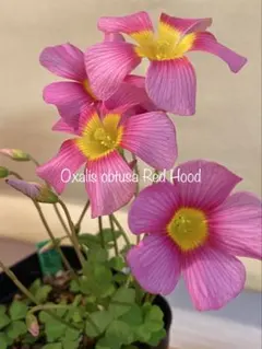 yoshita様 リクエスト 10点 まとめ商品