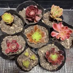 99#アエオニウム7種拔き苗セット 寄せ植え用 観葉植物 個別に名前付け