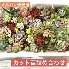 多肉植物カット苗詰め合わせ1（ちまちま寄せ植え用）