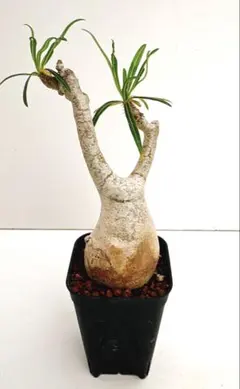 パキポディウム グラキリス 実生 5年株 鉢植え発送 5号鉢 - メルカリ