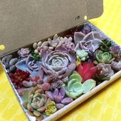 10　多肉植物　寄せ植えセット　¥770
