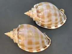 2025年最新】貝標本の人気アイテム - メルカリ