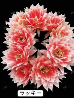 110-ラッキー蕾あり　超人気新品種　花サボテン　ロビビア属　群開花のサムネイル